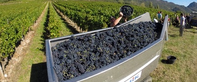 Acheter Vesicare – illustration du comprimé Vesicare et dépôt pharmaceutique